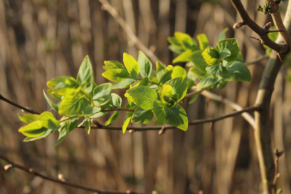 A horizontal shot of a thin branch of bright green early spring leaves illuminated by the sun. Other bare branches and a tree trunk are blurred in the background.