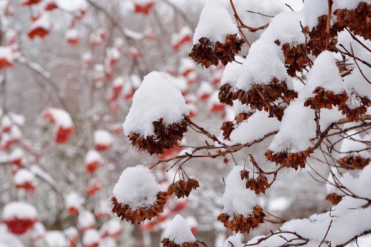 A horizontal shot of ninebark branches full of red berries and covered with snow.