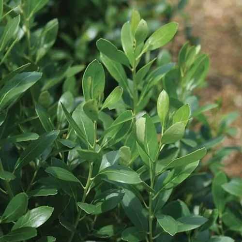 A close up of the foliage of nordic inkberry Ilex growing in the garden pictured on a soft focus background.