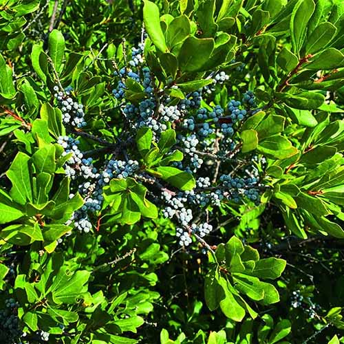 A square photo of a northern bayberry tree foliage. Tucked into the center of the shrub are clumps of small pale blue berries.