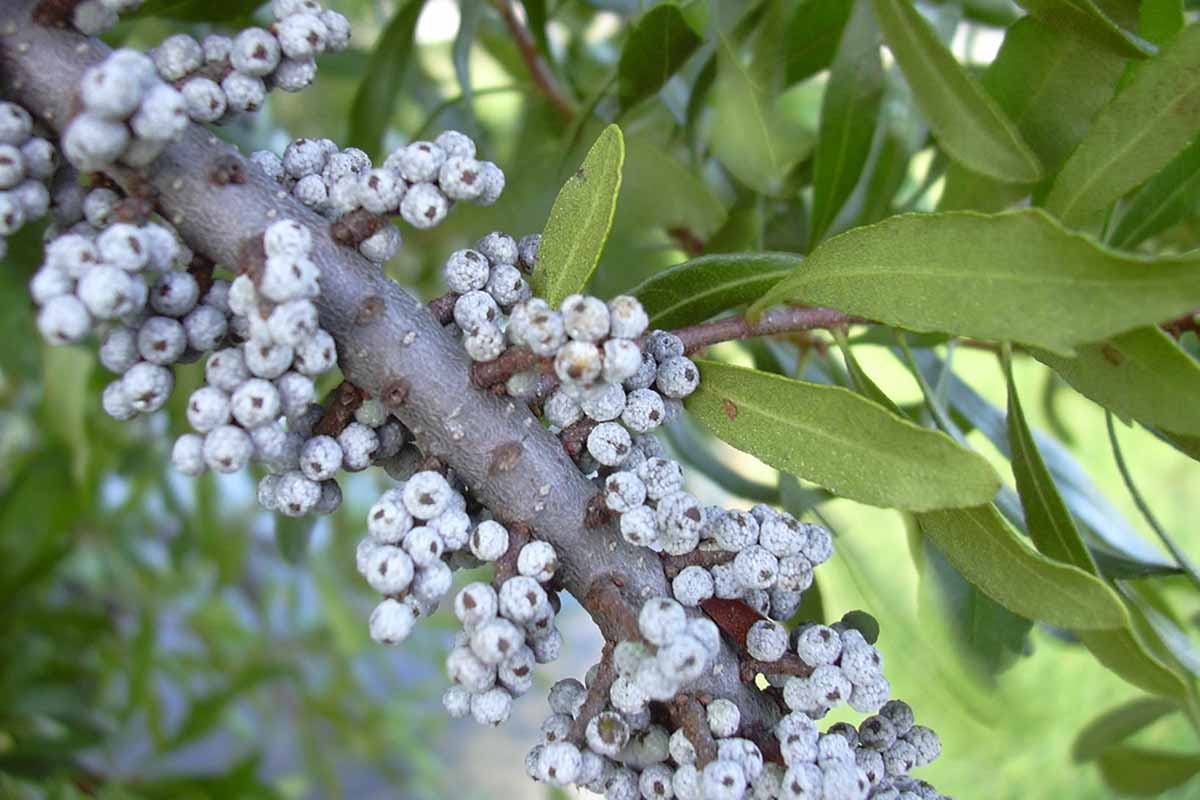 A horizontal close-up of a northern bayberry limb. Tucked in between the green foliage are clumps of whiteish-blue berries running along the tree limb.