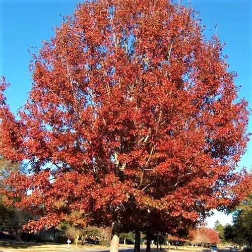 A square image of a large Quercus rubra tree growing in a park, with red fall foliage, pictured on a blue sky background.