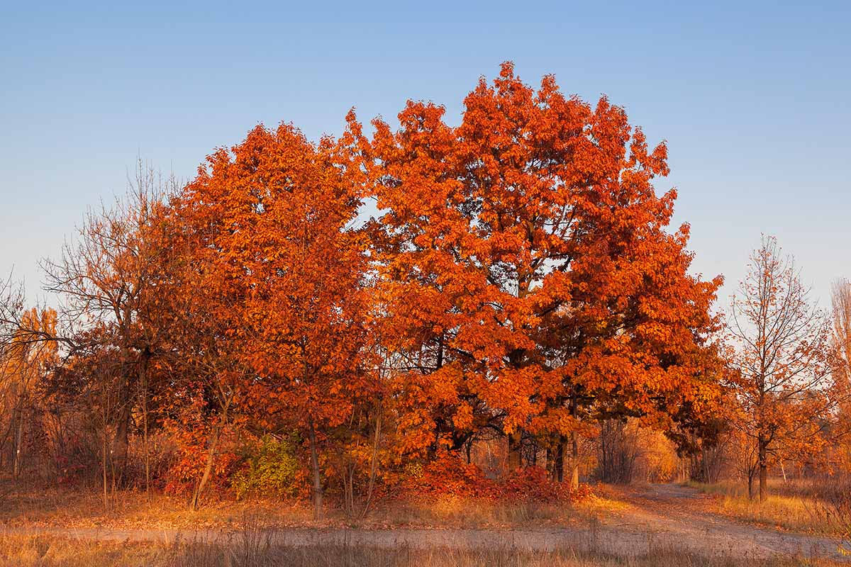 A horizontal image of red oaks (Quercus rubra) with colorful fall foliage lit by evening sunshine.