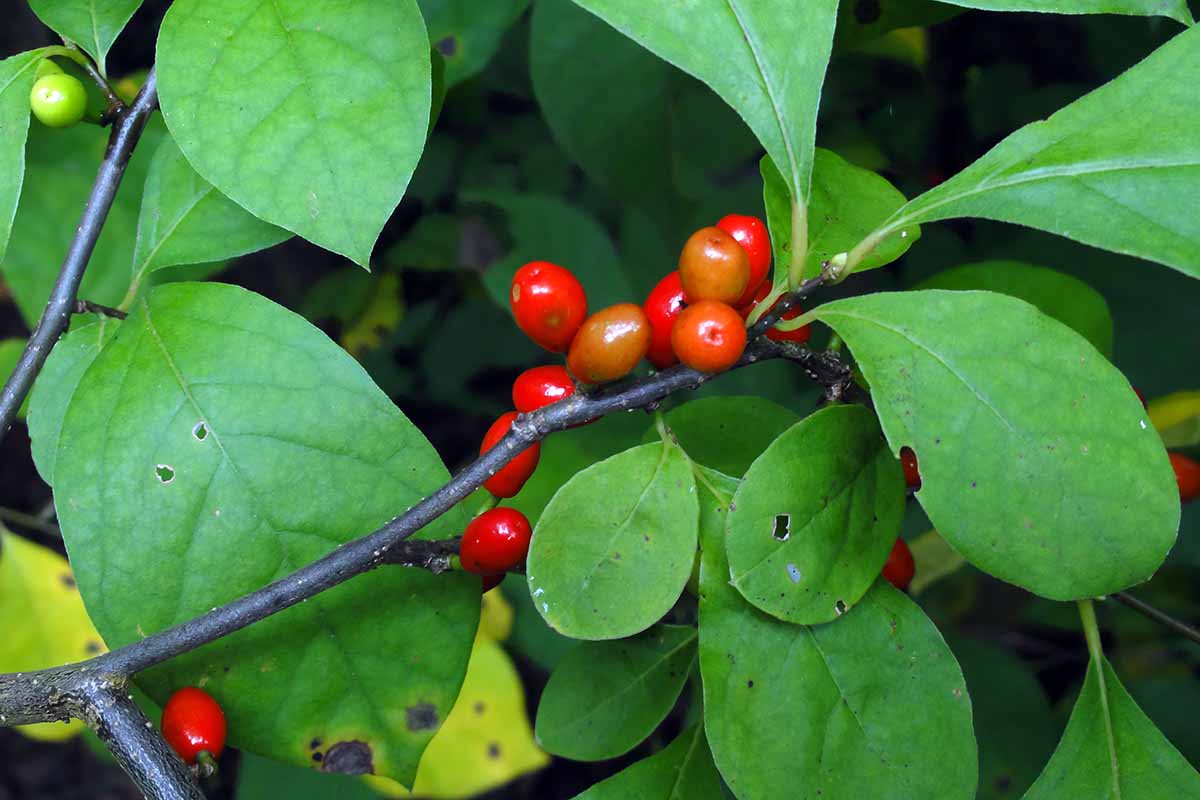 A horizontal close up of a branch of norther spicebush with green foliage and bright red berries in the center of the frame.