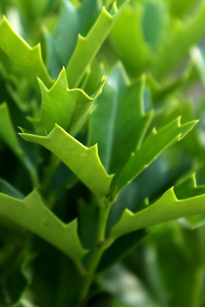A close up vertical image of oak leaf holly foliage pictured on a soft focus background.