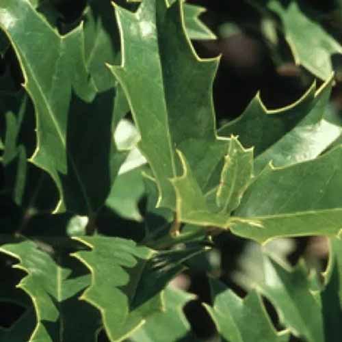 A close up of the foliage of oak leaf holly pictured on a soft focus background.