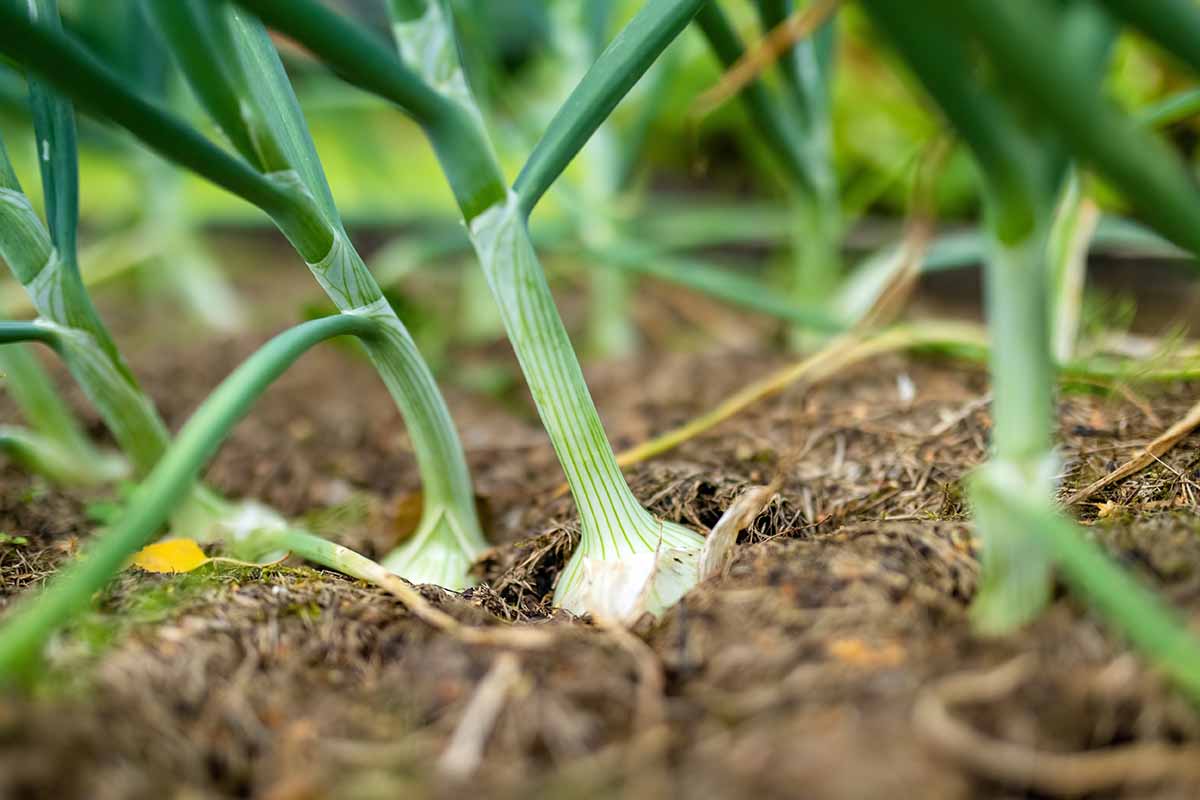A close up horizontal image of rows of onions growing in the garden ready for harvest.