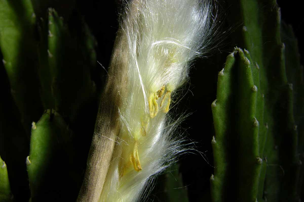A close up horizontal image of an open seed pod of Stapelia grandiflora, showing the fluffy seeds inside.