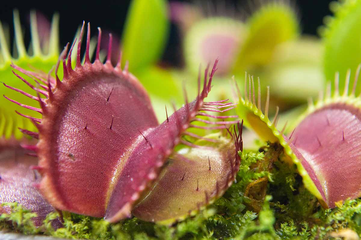 A close up horizontal image of the open traps of a Venus flytrap plant pictured on a soft focus background.