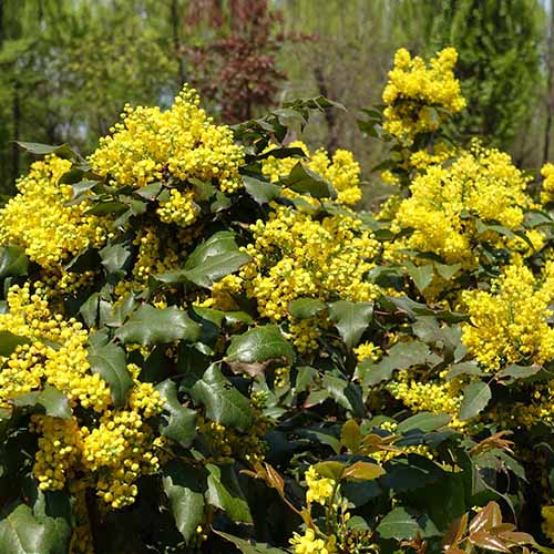 A square photo of an Oregon grape holly shrub. At the end of the foliage covered branches are clusters of yellow blooms.