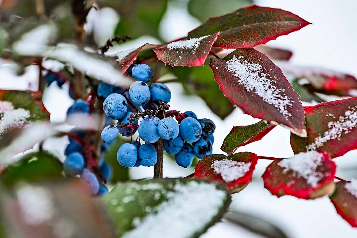 A horizontal shot of the evergreen Oregon grape holly shrub. Among the red leaves of the shrub are clusters of bright blue berries. The entire limb is covered with a dusting of snow.
