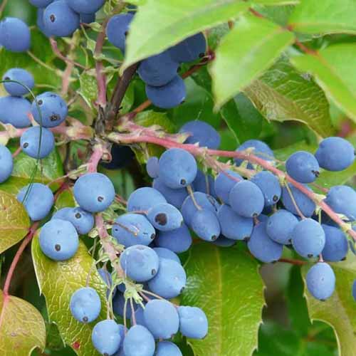 A close up of the berries and foliage of Oregon grape holly growing in the garden.