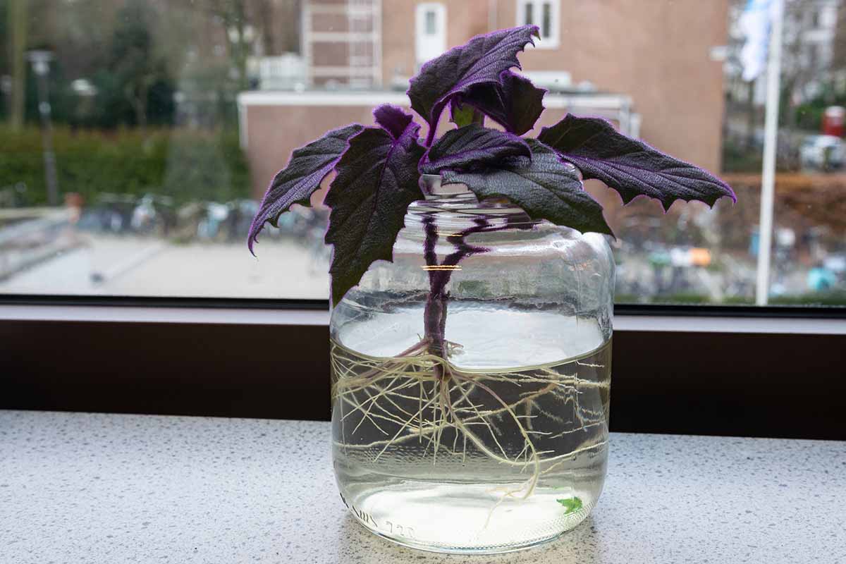 A horizontal shot of the root propagation of a purple passion plant cutting in a glass of water sitting on a sunlit windowsill.
