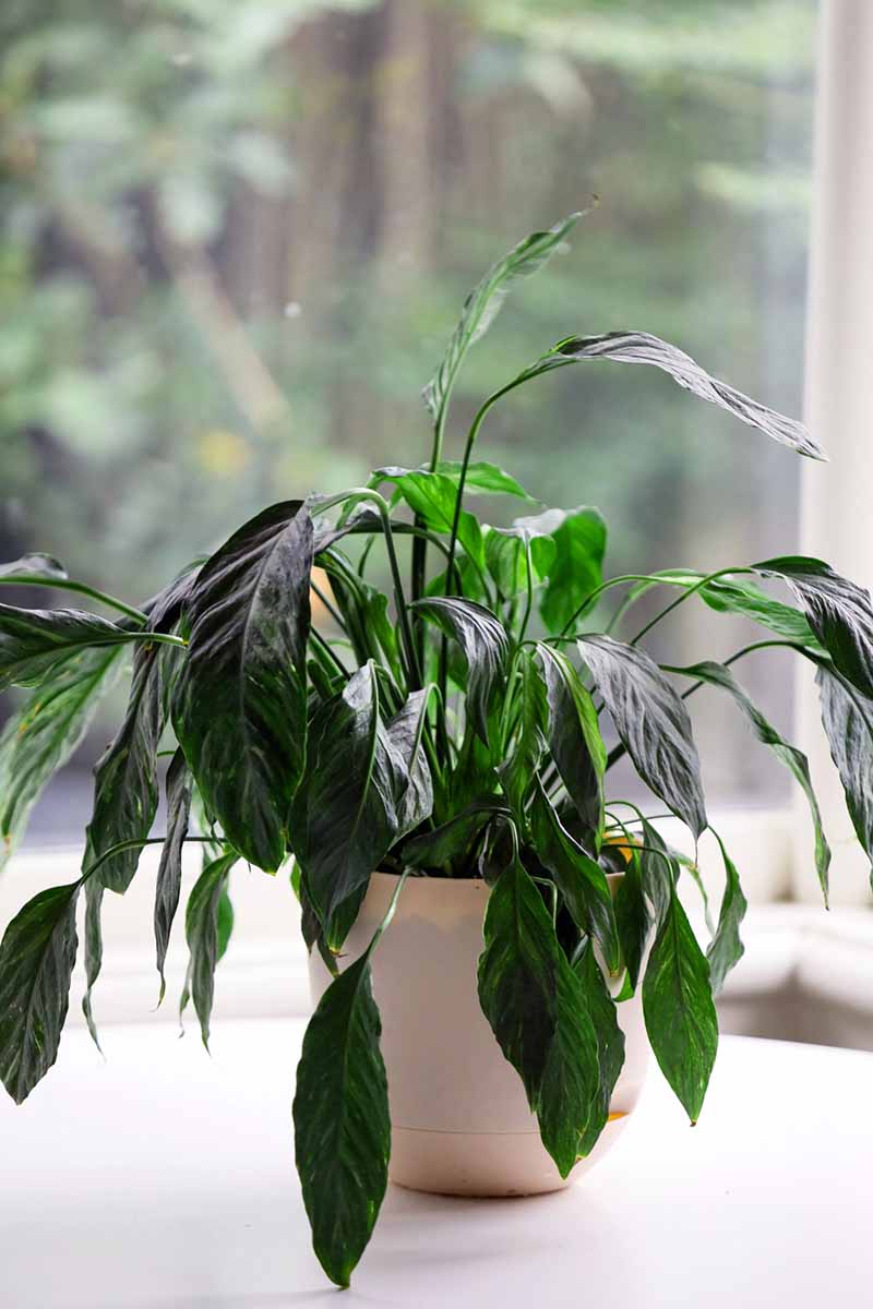 A vertical shot of a wilted and droopy leaved peace lily in a white pot sitting on a table. In the blurred background is a window with outdoor greenery out of focus.