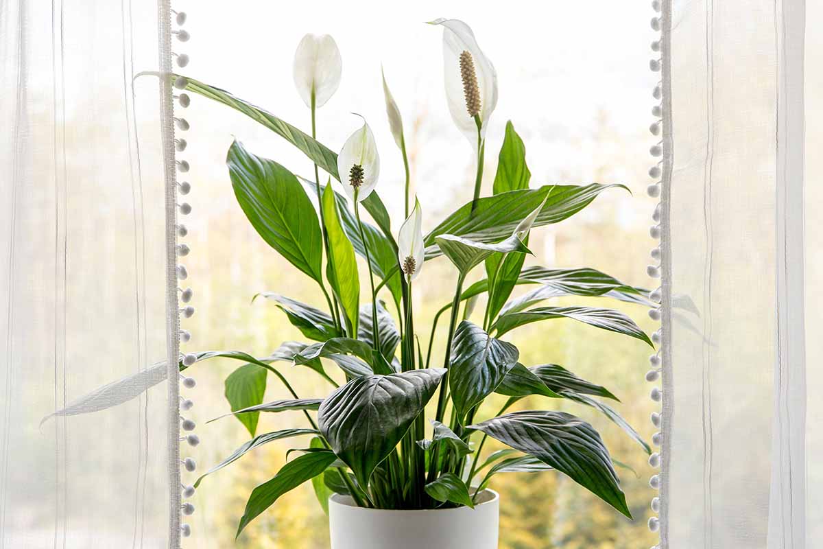 A horizontal shot of a peace lily growing in white pot in in front of a backlit window frame.