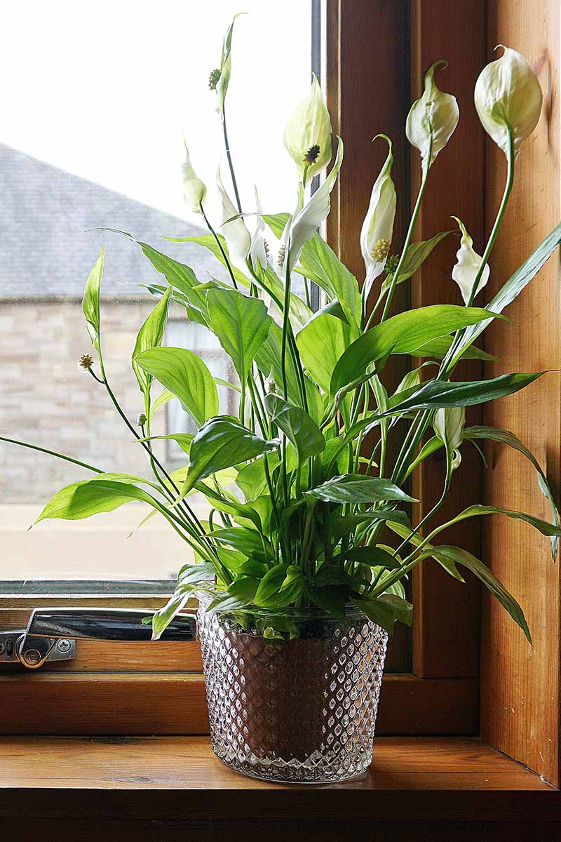 A vertical photo of a peace lily in a dark colored pot, sitting on a windowsill in front of a brightly lit window.