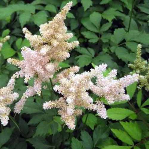 A close up square image of 'Peach Blossom' astilbe flowers growing in the garden with foliage in soft focus in the background.