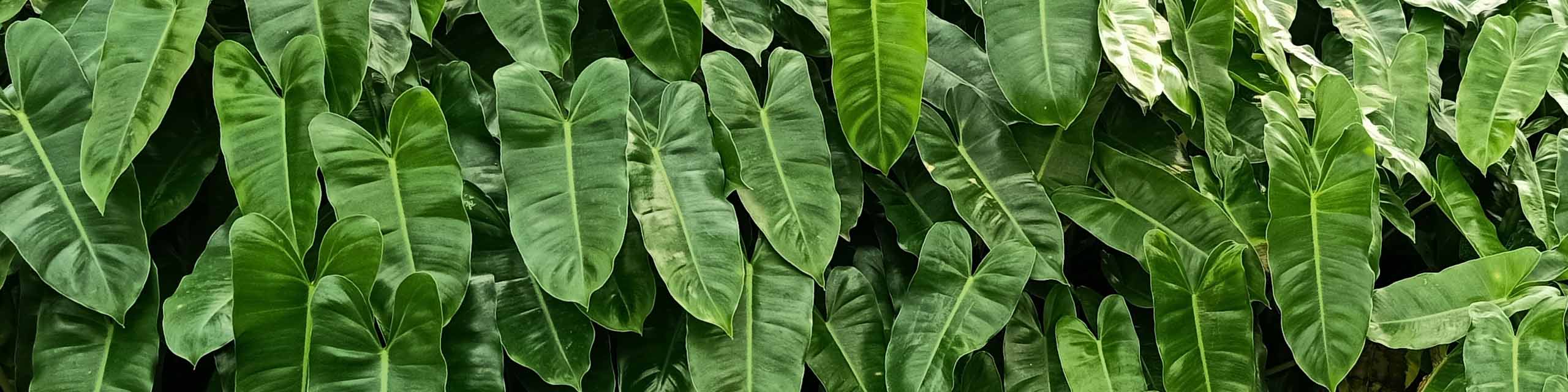 Rows of large philodendron leaves.
