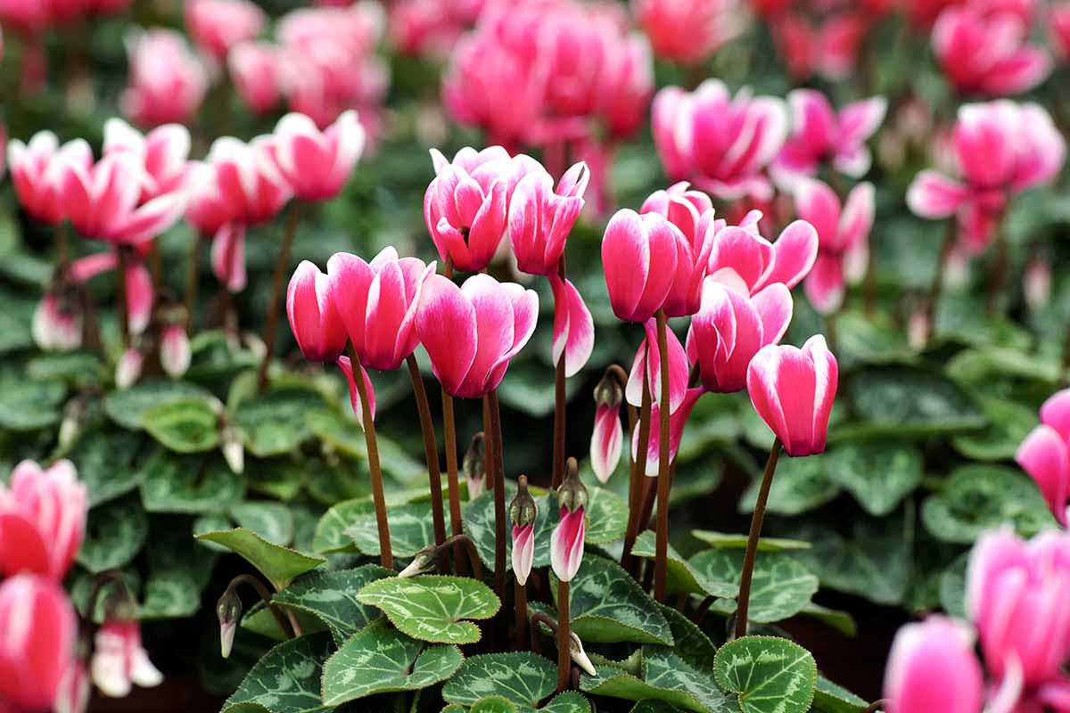 A horizontal image of pink and white bicolored cyclamen flowers growing in the garden pictured on a soft focus background.