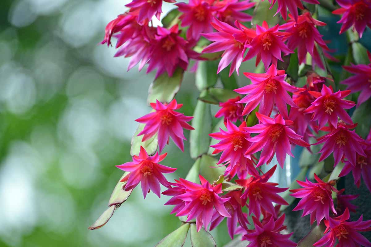 A horizontal image of an outdoor Christmas cactus with bountiful pink blooms in front of a blurry natural background.
