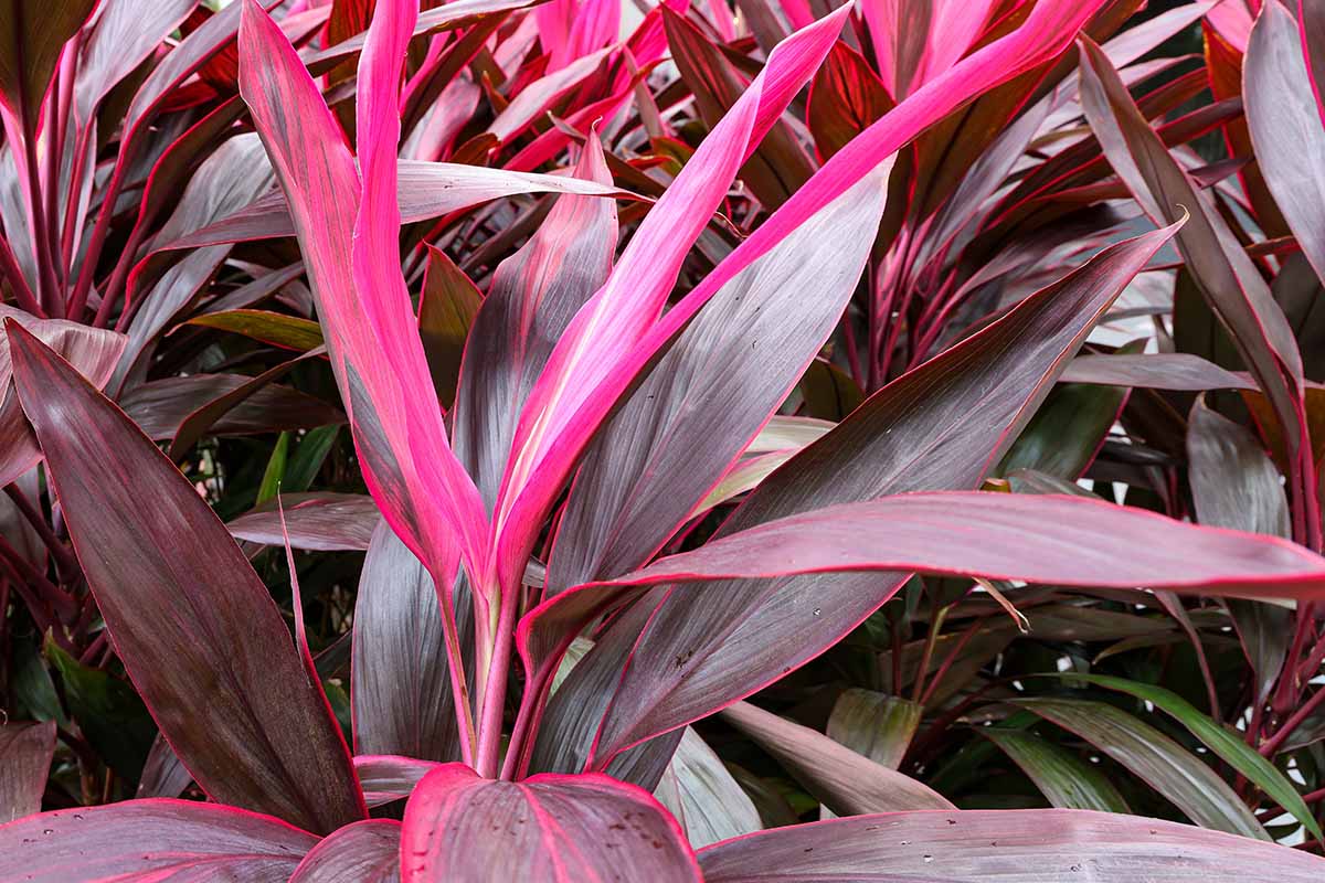 A horizontal close-up image of cluster of red ti plant leaves.