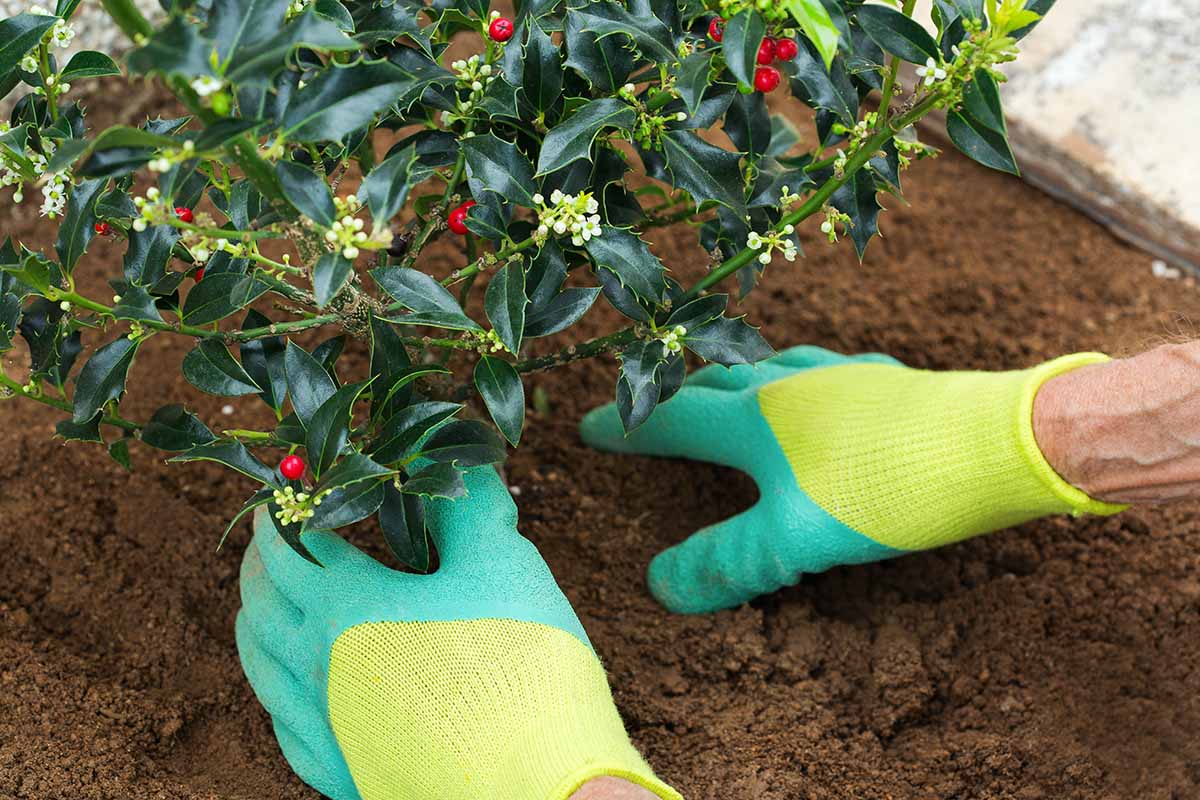 A close up horizontal image of two hands from the bottom of the frame tamping down the soil around a recently transplanted holly shrub.