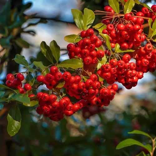 A square close up photo of a branch of possumhaw holly. The branch has green foliage and clumps of bright red berries.