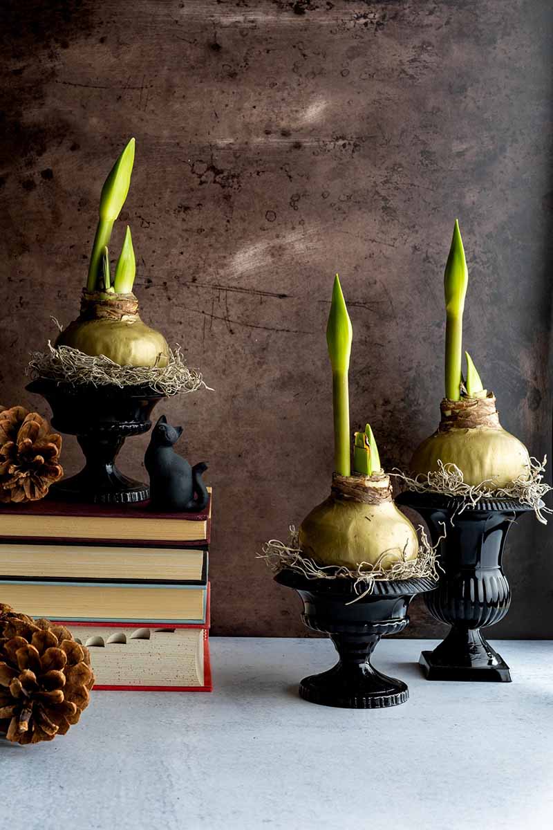 A vertical shot of three amaryllis bulbs each potted in their own black vase. One of the pots sits on a stack of books with two pine cones against a dark brown marbled background.