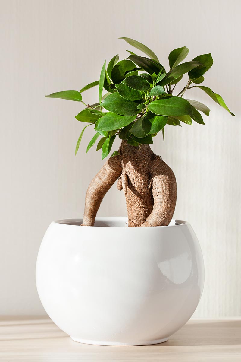 A vertical shot of a ginseng ficus plant in a glossy white pot.