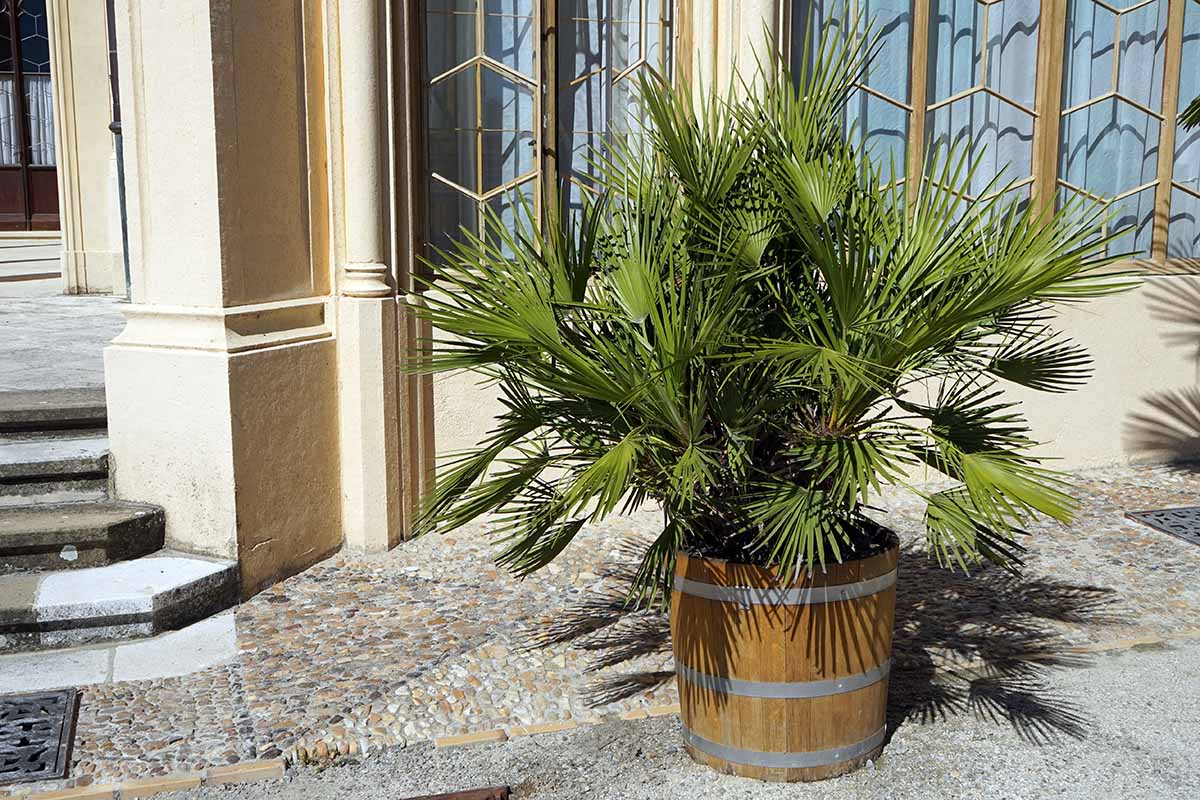A horizontal image of a European fan palm growing in a wooden whiskey-barrel planter set outside a large residence.