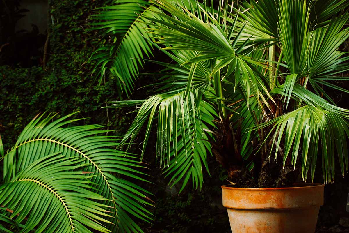 A close up horizontal image of potted fan palms growing outdoors, pictured in light sunshine on a dark background.