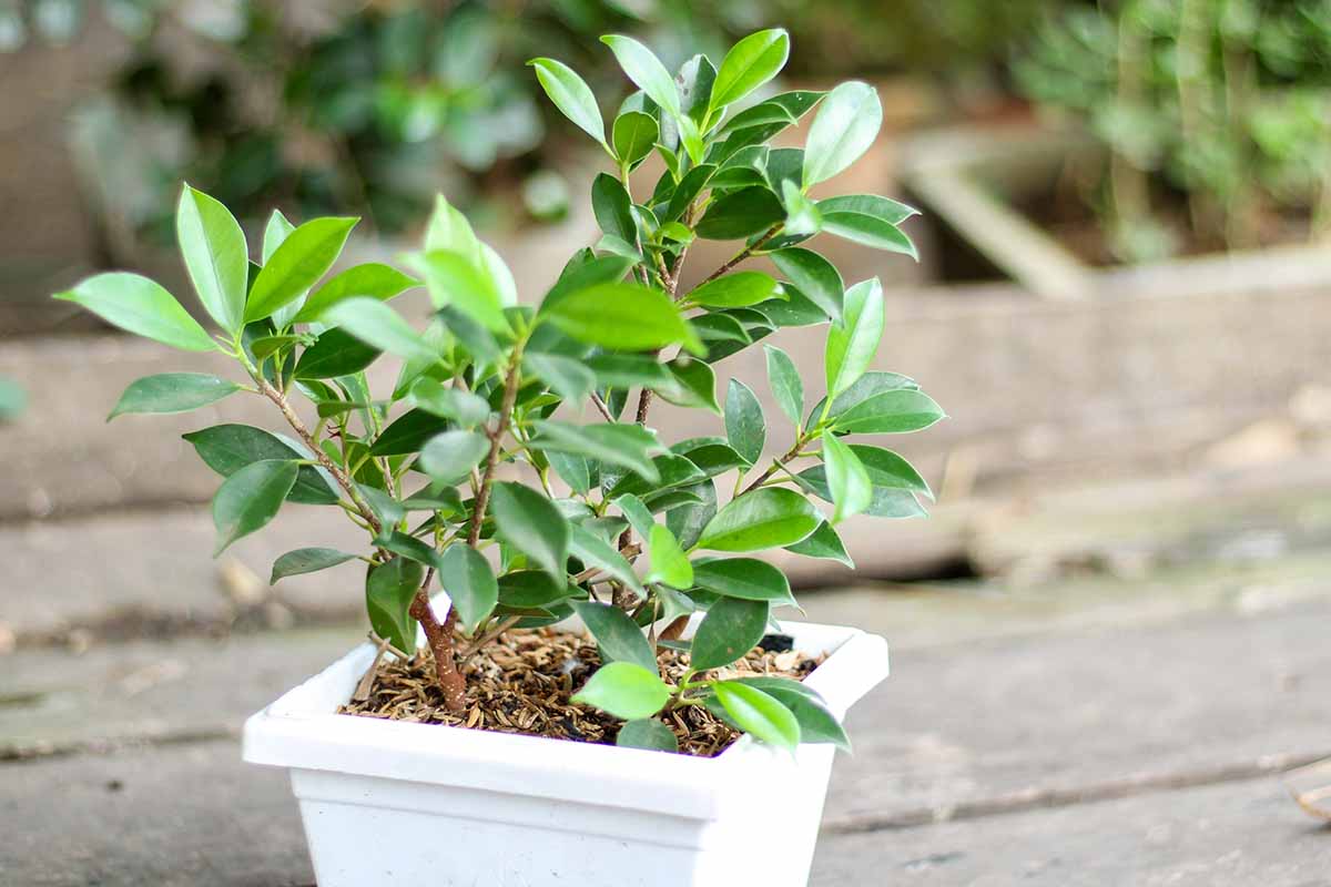 A horizontal shot of a ginseng ficus tree potted outdoors in a square white planter seated on a concrete patio.