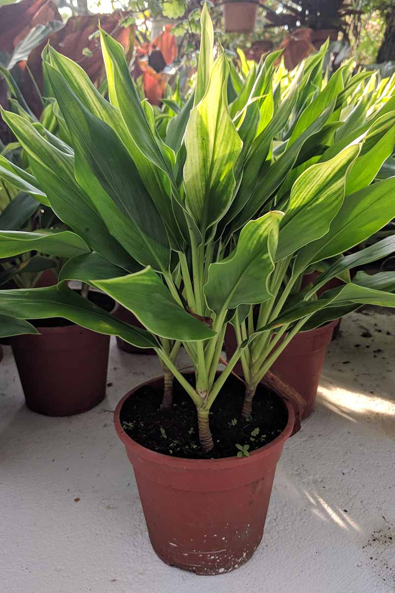 A vertical image of Ti plant (cordyline fruticosa) for sale on a white surface in natural sunlight outdoors.