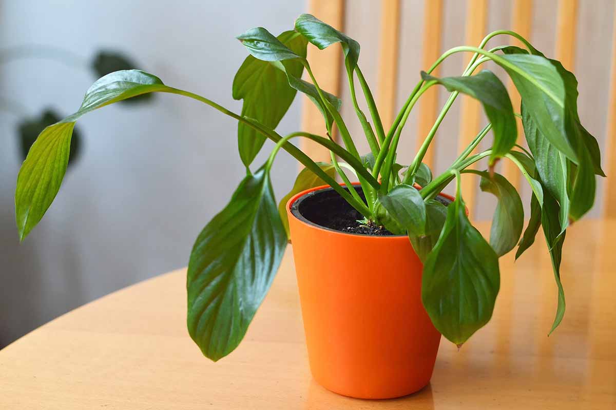A horizontal shot of a wilting peace lily potted in an orange pot sitting on a wooden chair.