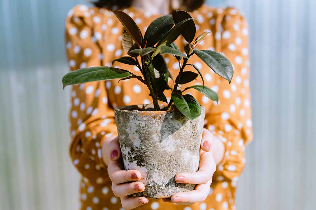 A close up horizontal image of a gardener holding a small potted Ficus elastica plant.