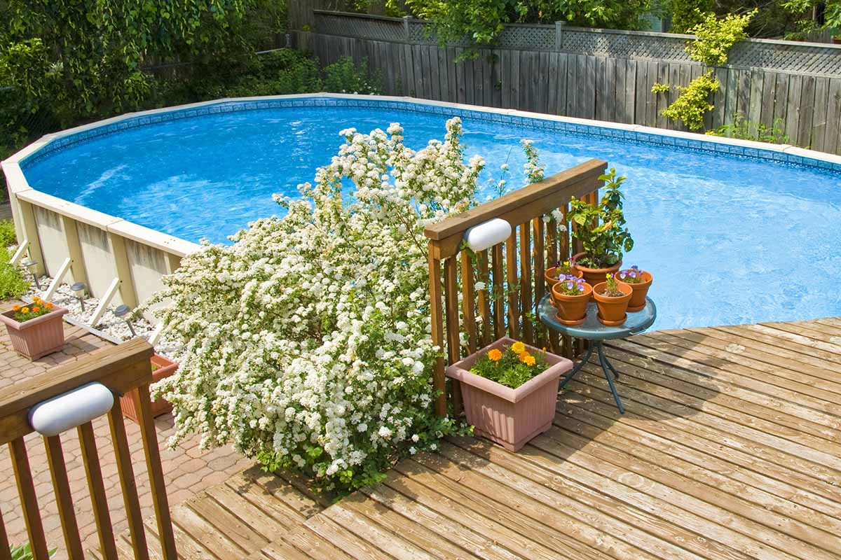 A horizontal shot of a white-flowering plant potted on a deck next to an above ground pool.