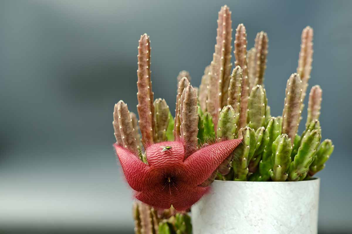 A close up horizontal image of a starfish flower cactus in full bloom, growing in a pot indoors.