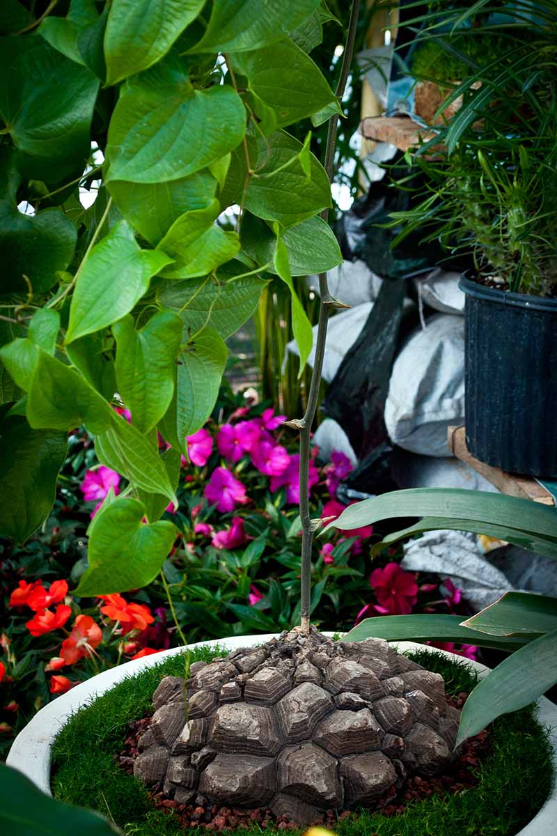 A vertical shot of a Dioscorea elephantipes plant growing from a white planter among many other plants in an indoor structure.