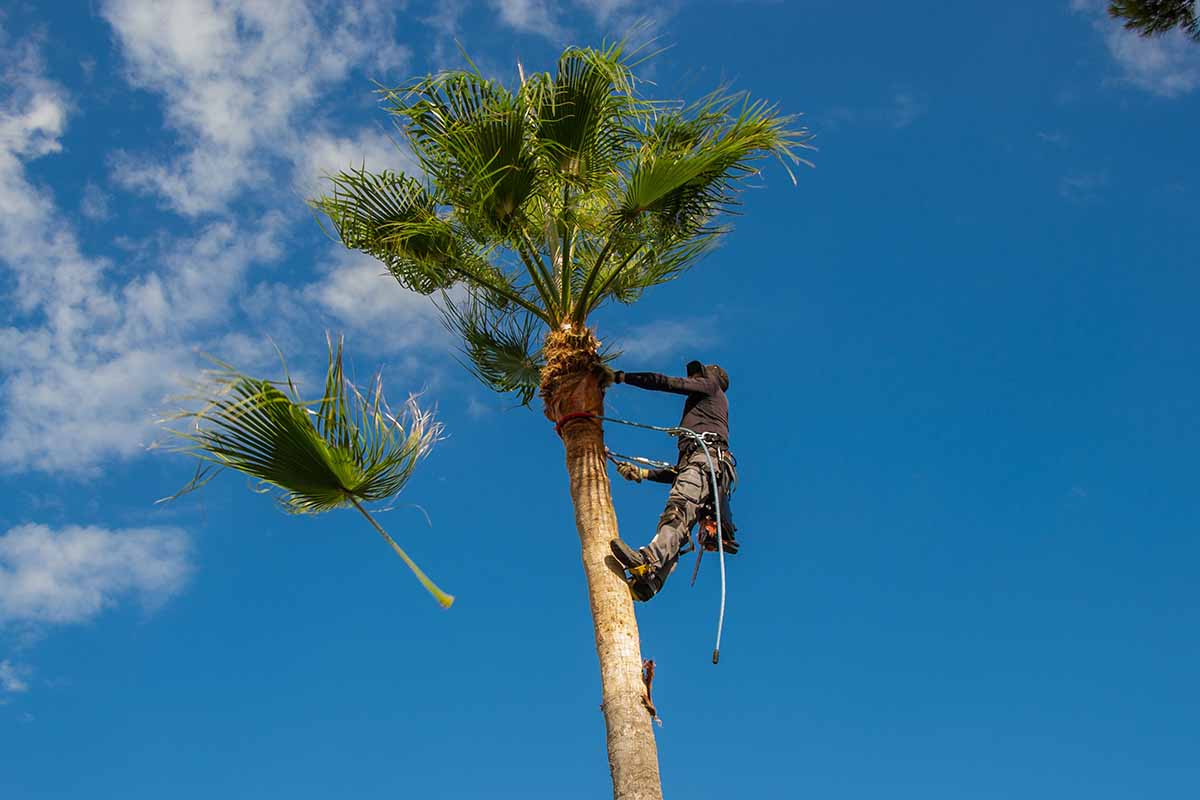 A horizontal image of an arborist cleaning dead leaves off a tall Washingtonia robusta pictured on a blue sky background.