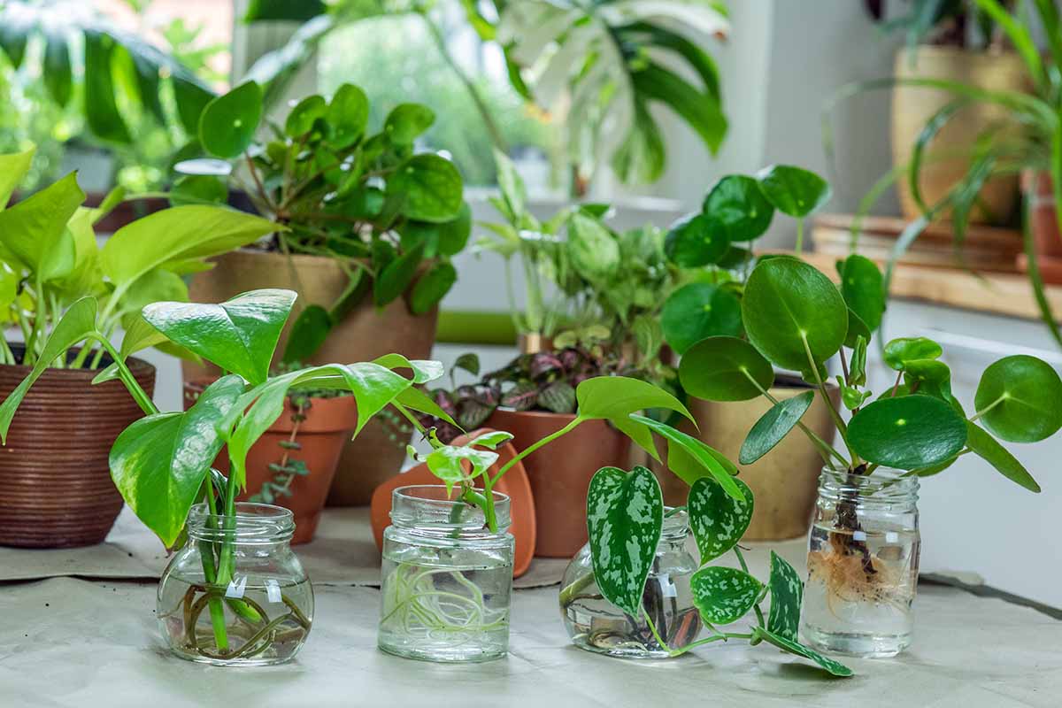 A close up horizontal image of a selection of houseplant cuttings taking root in small jars of water, with a variety of mature specimens in the background.