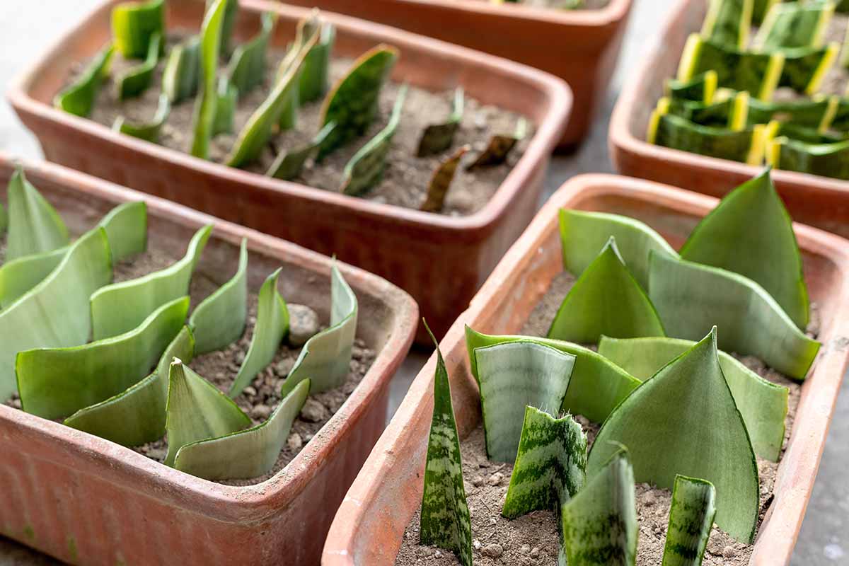 A close up horizontal image of a variety of snake plant leaf cuttings rooting in terra cotta pots.