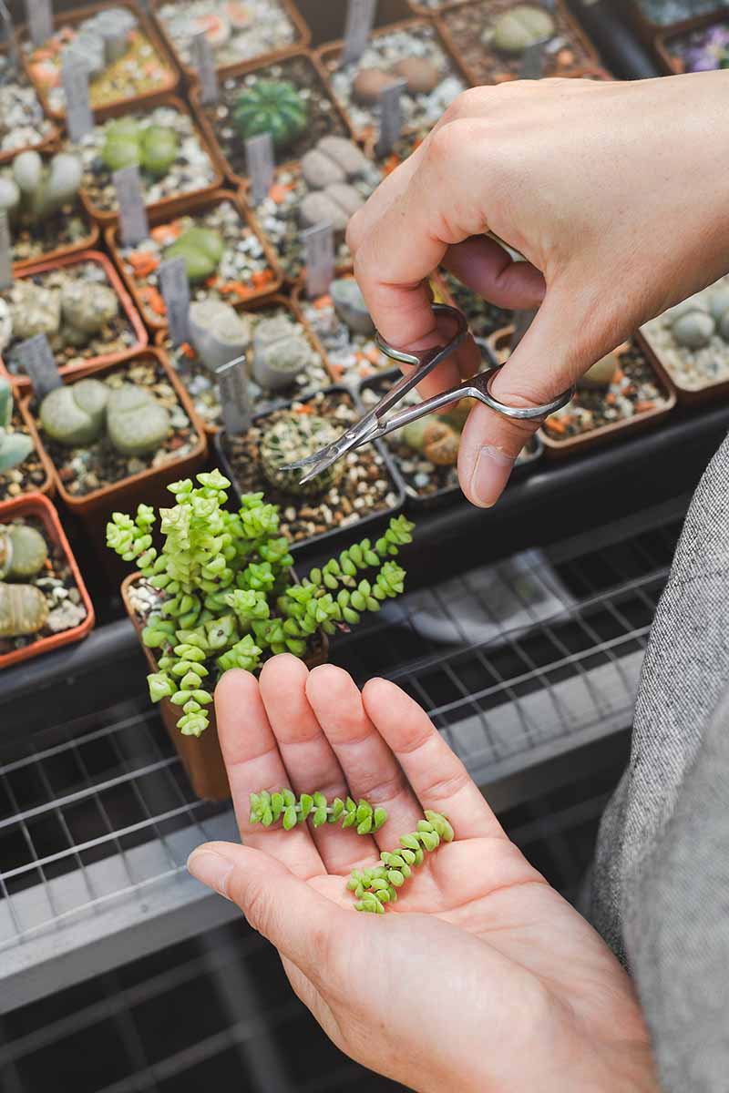 A close up vertical image of a gardener propagating succulents in small pots.