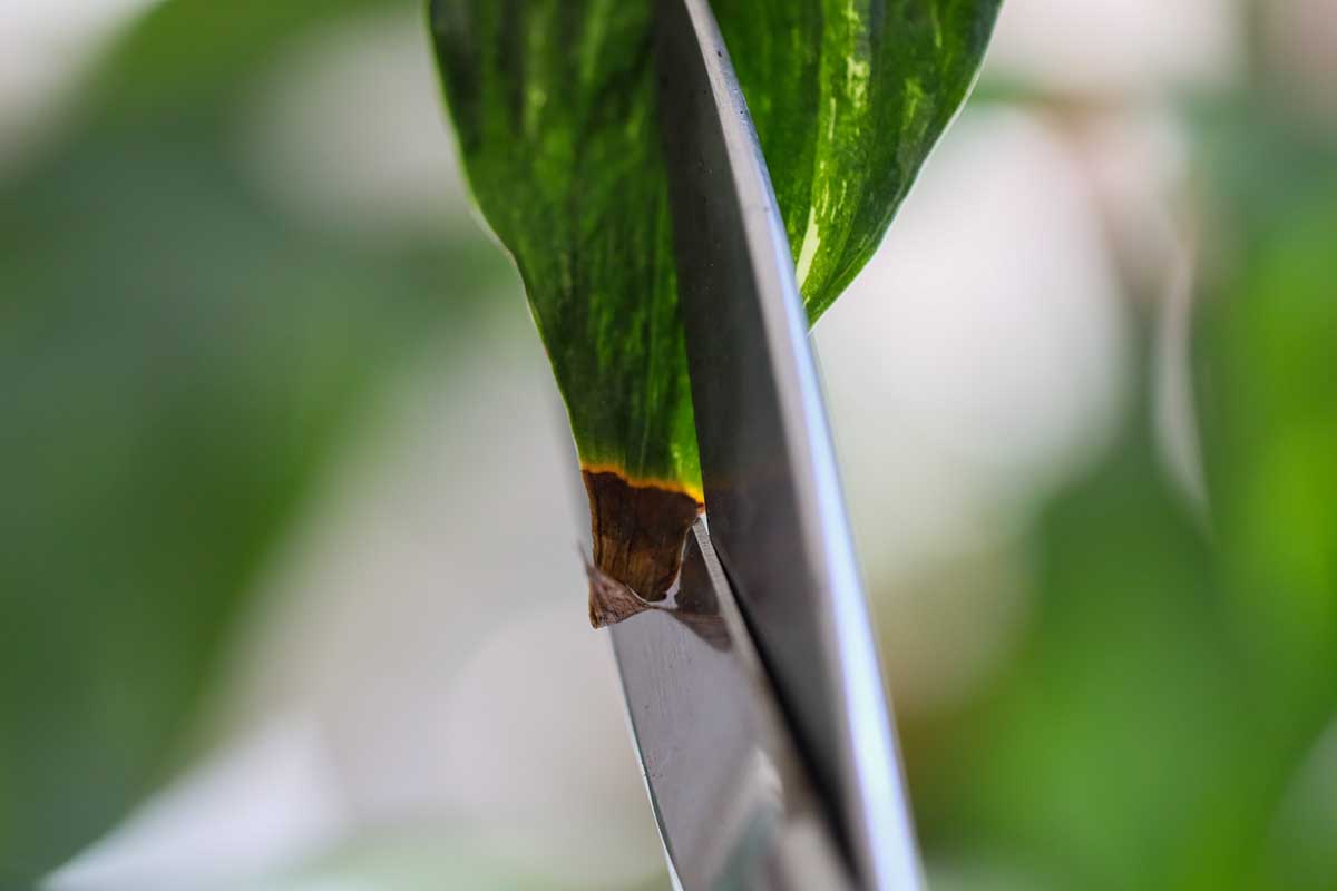 A close up horizontal image of the blades of a pair of scissors being used to snip a brown leaf tip from a peace lily.