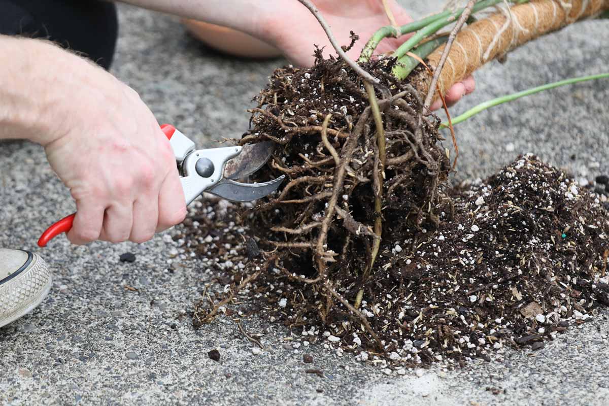 A close up horizontal image of a gardener trimming the roots of an overgrown monstera.