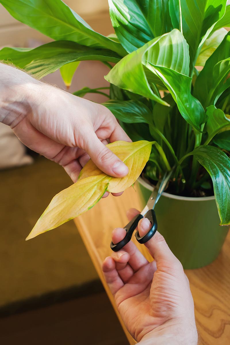 A close up vertical image of an indoor gardener using a pair of scissors to trim a dead leaf off a Spathiphyllum.