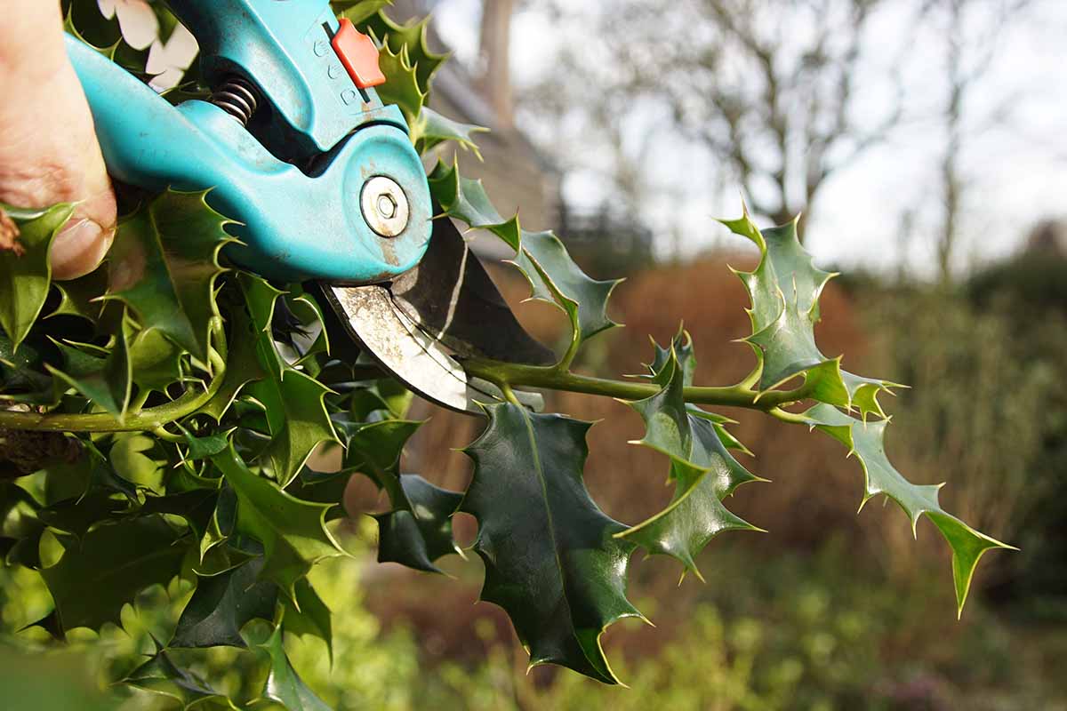 A close up horizontal image of a hand from the left of the frame using a pair of pruners to trim a holly bush in the garden.