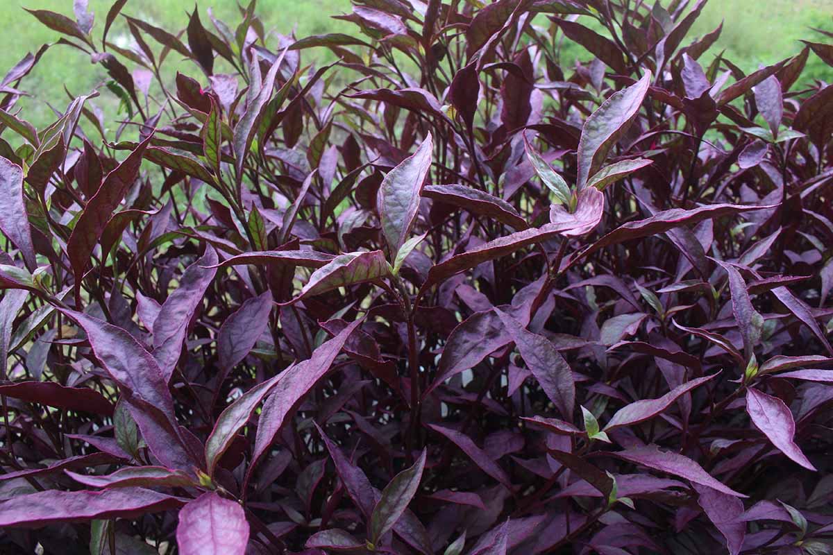 A horizontal image of a colony of purple-leaved ti plants growing out of grassy outdoor ground.