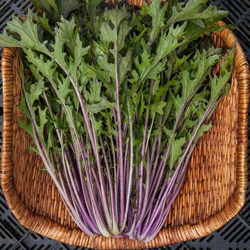 A square image of purple mizuna, freshly harvested and set in a wicker basket.