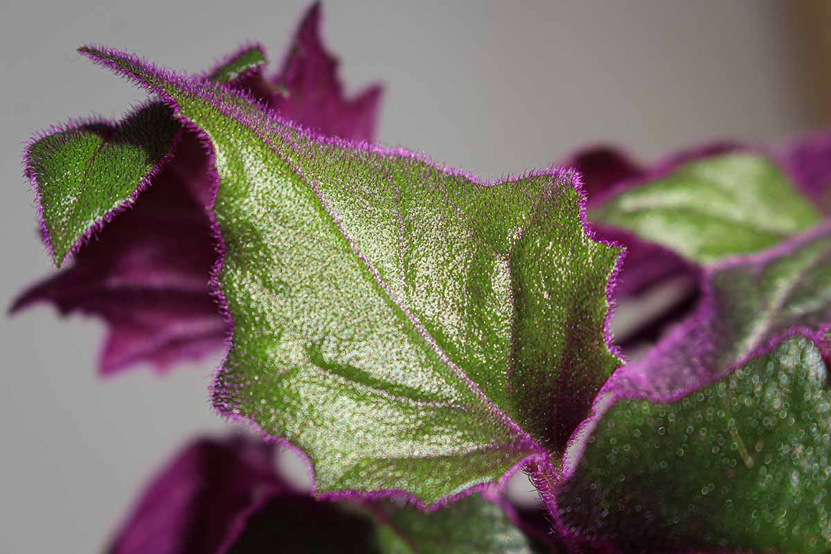 A horizontal image of the foliage of a purple passion houseplant in front of an indoor wall.