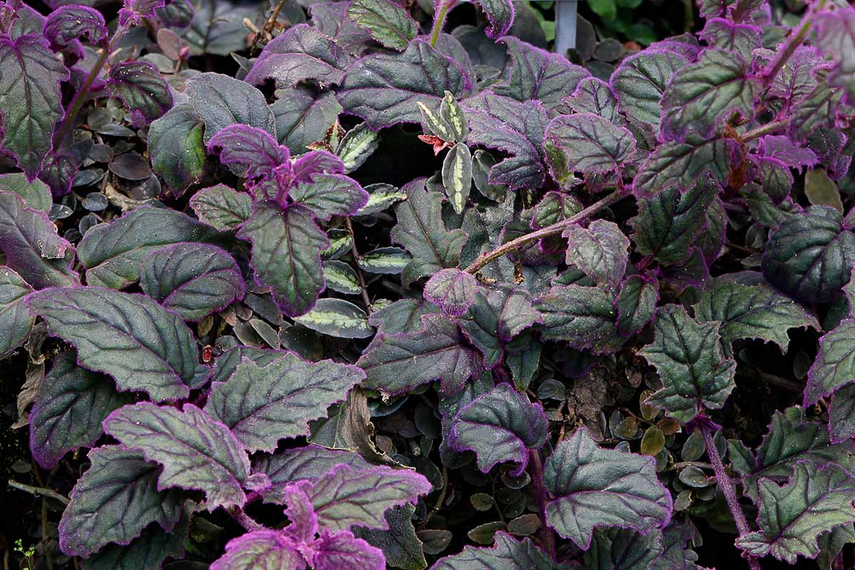 A horizontal image of a group of outdoor velvet plants (Gynura aurantiaca) flaunting their purple and dark green leaves.
